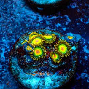 TC Zoanthus Rastas