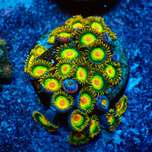 TC Zoanthus Rastas Colonia