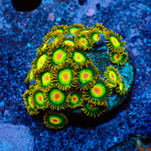 TC Zoanthus Rastas Colonia