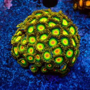TC Zoanthus Rastas Colonia