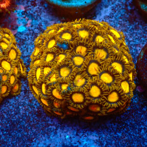 TC Zoanthus Tutti Frutti Colonia