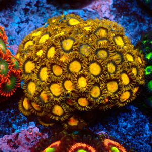TC Zoanthus Tutti Frutti  Colonia