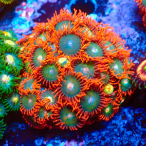TC Zoanthus Gatorade Colonia