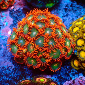 TC Zoanthus Gatorade Colonia