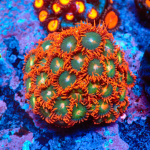 TC Zoanthus Gatorade Colonia