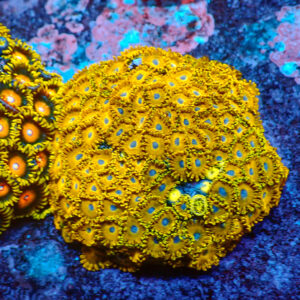 TC Zoanthus Gold Hornets Colonia