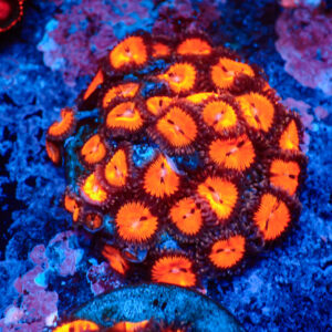 TC Zoanthus Bloodsucker Colonia