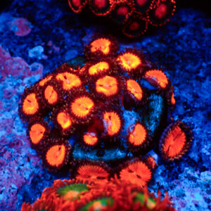TC Zoanthus Bloodsucker Colonia