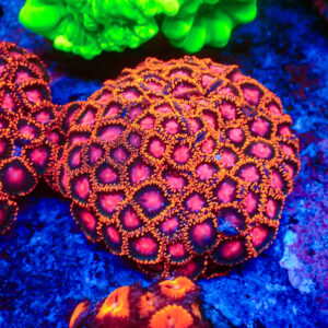 TC Zoanthus KH Sunburst Colonia