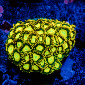 TC Zoanthus Sun Drops Colonia