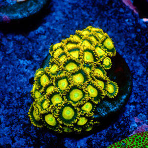 TC Zoanthus Sun Drops Colonia