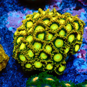 TC Zoanthus Sun Drops Colonia