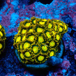 TC Zoanthus Sun Drops Colonia