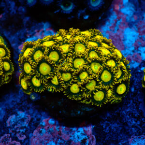 TC Zoanthus Sun Drops Colonia
