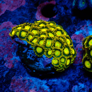 TC Zoanthus Sun Drops Colonia