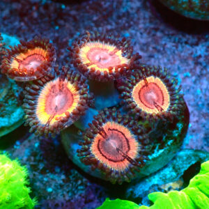 TC Zoanthus Lady Vamp