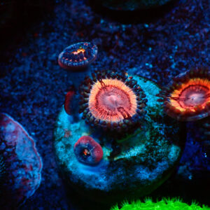 TC Zoanthus Lady Vamp