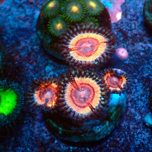 TC Zoanthus Lady Vamp