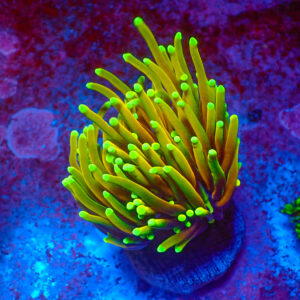 TC Euphyllia glabrecens Dragon Soul 2 cabezas