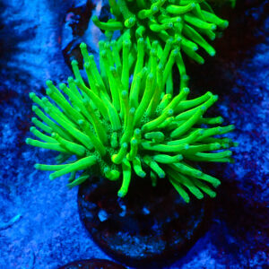 TC Sarcophyton Neon