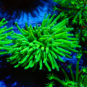 TC Sarcophyton Neon