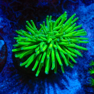 TC Sarcophyton Neon