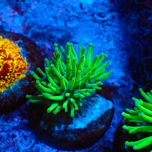 TC Sarcophyton Neon