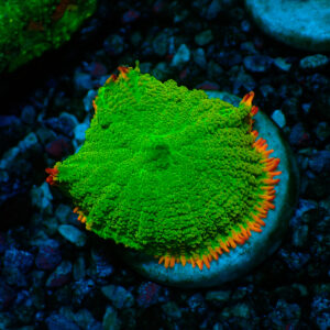 TC Rhodactis Burning Skirt