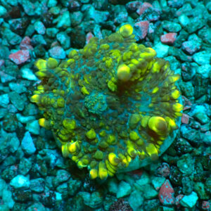 TC Rhodactis Swampy Area