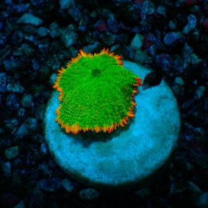 TC Rhodactis Burning Skirt