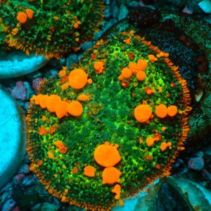 TC Rhodactis Sunkist