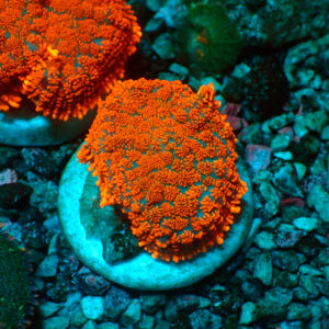 TC Rhodactis Lava Flow
