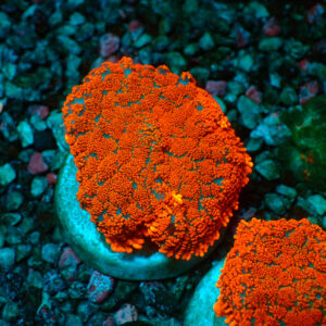 TC Rhodactis Lava Flow