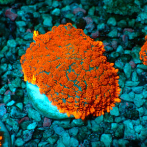 TC Rhodactis Lava Flow