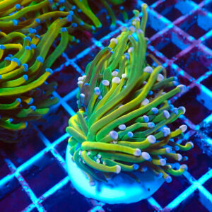 TC Euphyllia Dark Holy Grail