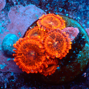 TC Zoanthus X-Men