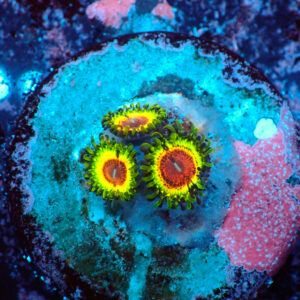 TC Zoanthus Little Shop of Horrors