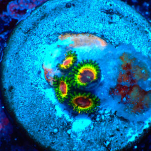 TC Zoanthus Little Shop of Horrors