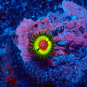 TC Zoanthus Little Shop of Horrors