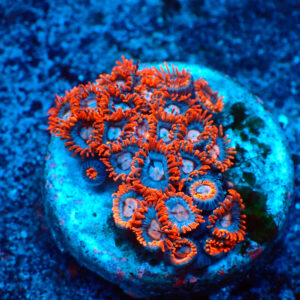 TC Zoanthus Super Mario