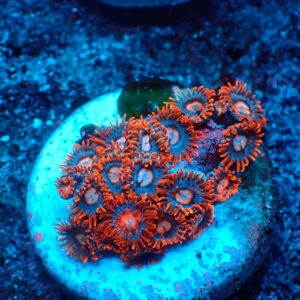 TC Zoanthus Super Mario