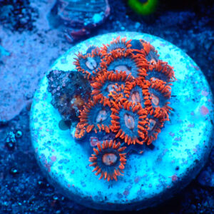TC Zoanthus Super Mario