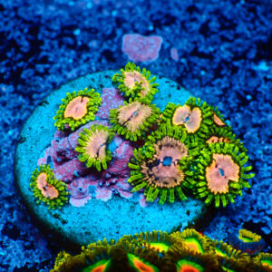 TC Zoanthus Purple Monster