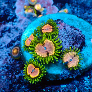 TC Zoanthus Purple Monster