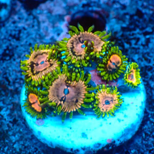 TC Zoanthus Purple Monster