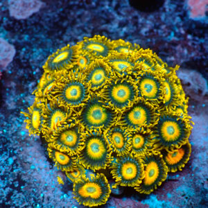 TC Zoanthus Scrambled Eggs colonia