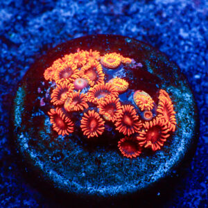 TC Zoanthus Bam Bam