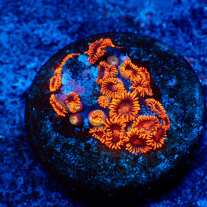 TC Zoanthus Bam Bam