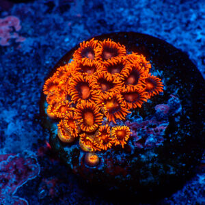 TC Zoanthus Bam Bam