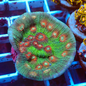 TC Mycedium Multicolor Mini Colonia